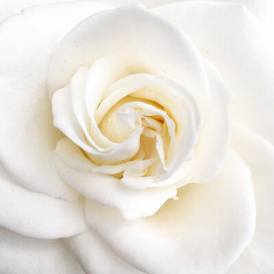 rose scent (1)